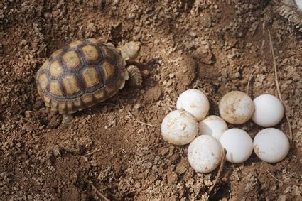 tortoise hatchlings hatching time.